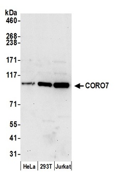 Rabbit CORO7 Antibody