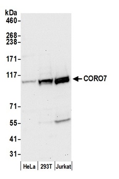 Rabbit CORO7 Antibody