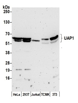 Rabbit UAP1 Antibody