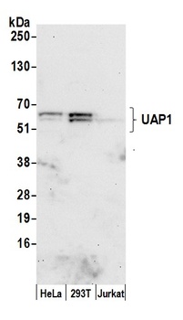 Rabbit UAP1 Antibody