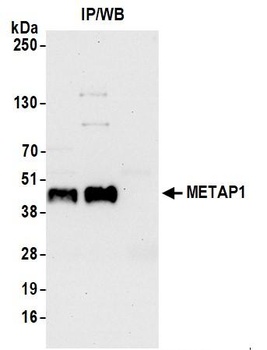Rabbit METAP1 Antibody