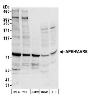 Rabbit APEH/AARE Antibody