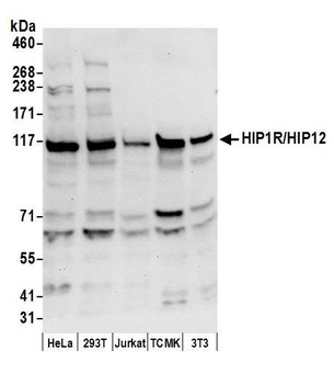 Rabbit HIP1R/HIP12 Antibody