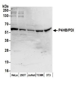 Rabbit P4HB/PDI Antibody