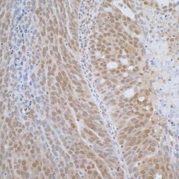 Rabbit TCEB1 Antibody