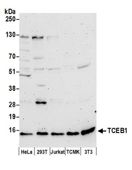 Rabbit TCEB1 Antibody