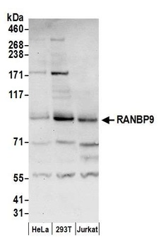 Rabbit RANBP9 Antibody