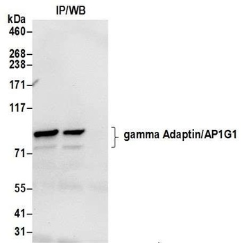 Rabbit gamma Adaptin/AP1G1 Antibody