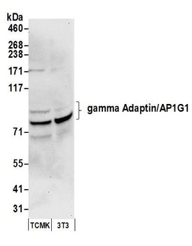 Rabbit gamma Adaptin/AP1G1 Antibody