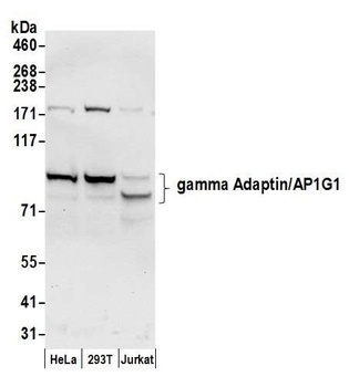 Rabbit gamma Adaptin/AP1G1 Antibody