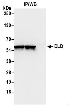 Rabbit DLD Antibody