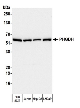 Rabbit anti-PHGDH Antibody