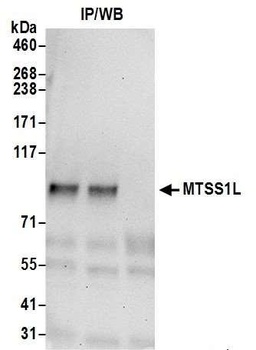 Rabbit MTSS1L Antibody