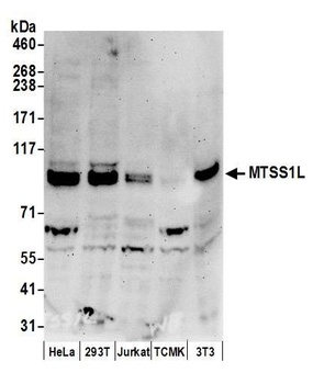 Rabbit MTSS1L Antibody