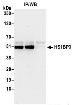 Rabbit HS1BP3 Antibody