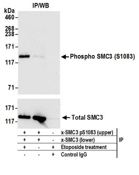 Rabbit Phospho SMC3 (S1083) Antibody