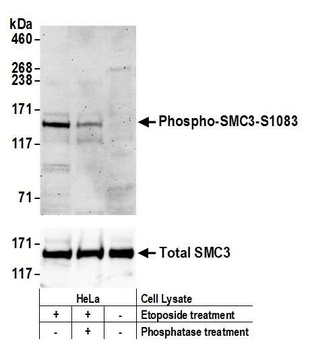 Rabbit Phospho SMC3 (S1083) Antibody