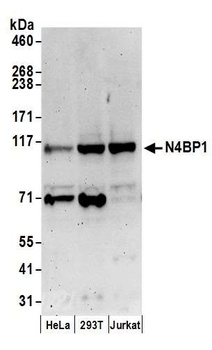 Rabbit N4BP1 Antibody