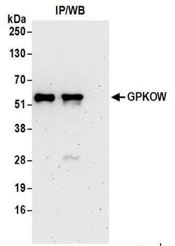 Rabbit GPKOW Antibody