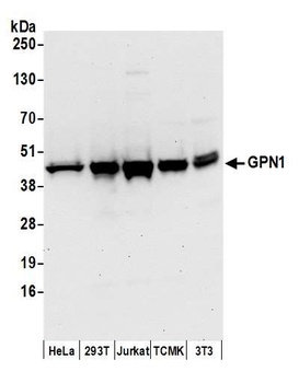 Rabbit GPN1 Antibody
