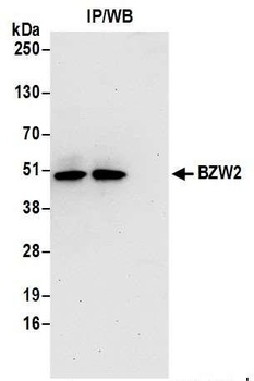 Rabbit BZW2 Antibody