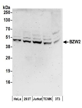 Rabbit BZW2 Antibody