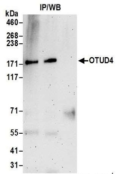 Rabbit OTUD4 Antibody