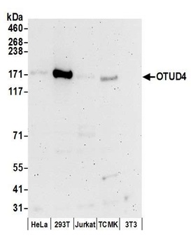 Rabbit OTUD4 Antibody