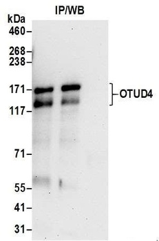 Rabbit OTUD4 Antibody