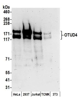 Rabbit OTUD4 Antibody