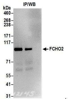 Rabbit FCHO2 Antibody