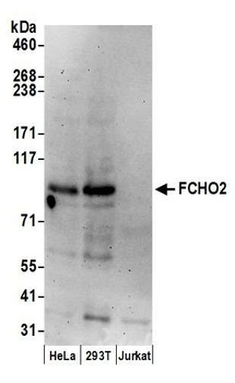 Rabbit FCHO2 Antibody