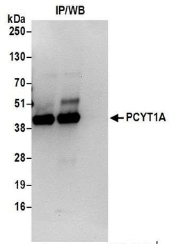 Rabbit PCYT1A Antibody