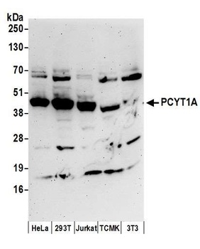 Rabbit PCYT1A Antibody