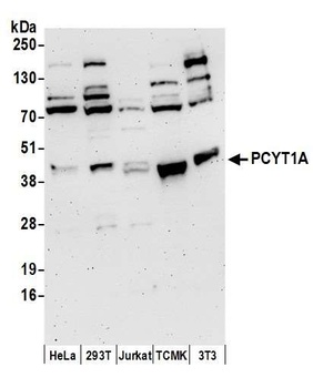 Rabbit PCYT1A Antibody