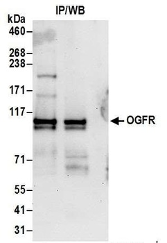 Rabbit anti-OGFR Antibody