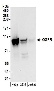 Rabbit anti-OGFR Antibody
