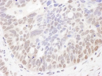 Rabbit NIR Antibody