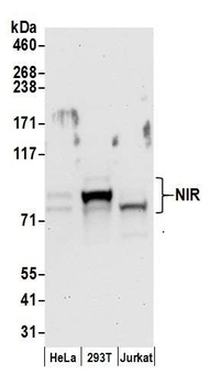 Rabbit NIR Antibody