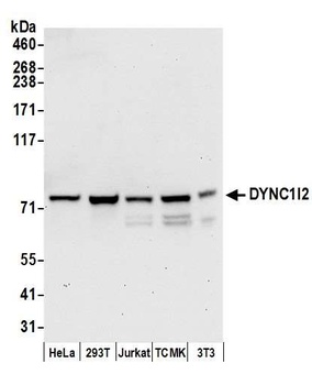 Rabbit DYNC1I2 Antibody