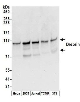 Rabbit Drebrin Antibody