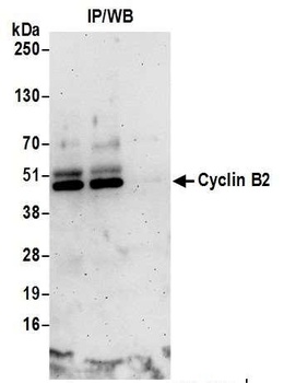 Rabbit Cyclin B2 Antibody