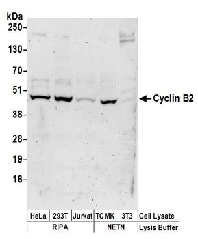 Rabbit Cyclin B2 Antibody