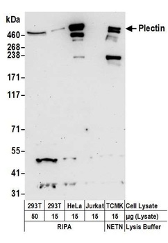Rabbit Plectin Antibody