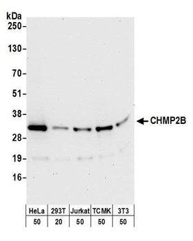 Rabbit CHMP2B Antibody