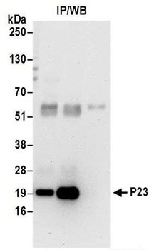 Rabbit P23 Antibody