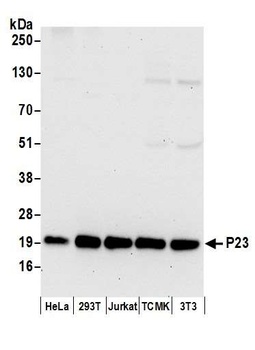 Rabbit P23 Antibody