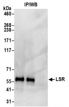 Rabbit LSR Antibody