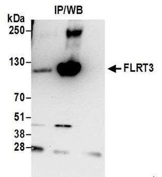 Rabbit FLRT3 Antibody