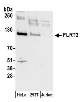 Rabbit FLRT3 Antibody